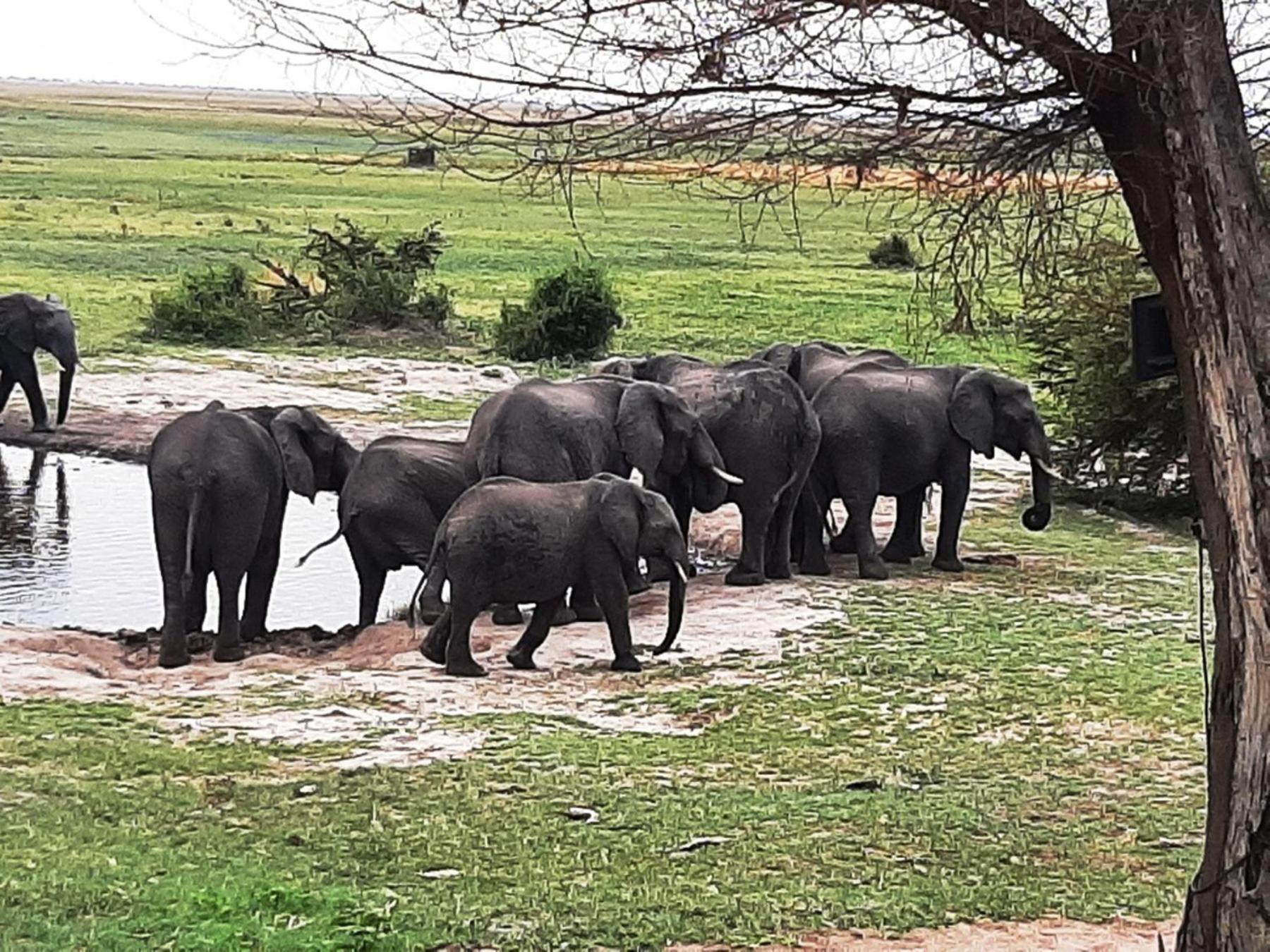 Отель Mwandi View Kavimba Экстерьер фото