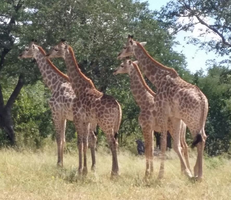 Отель Mwandi View Kavimba Экстерьер фото